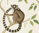 Papel de Parede Ringtailed Lemur, Sanderson