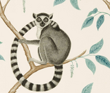 Papel de Parede Ringtailed Lemur, Sanderson