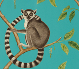 Papel de Parede Ringtailed Lemur, Sanderson