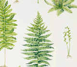 Papel de Parede Fernery, Sanderson