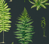 Papel de Parede Fernery, Sanderson